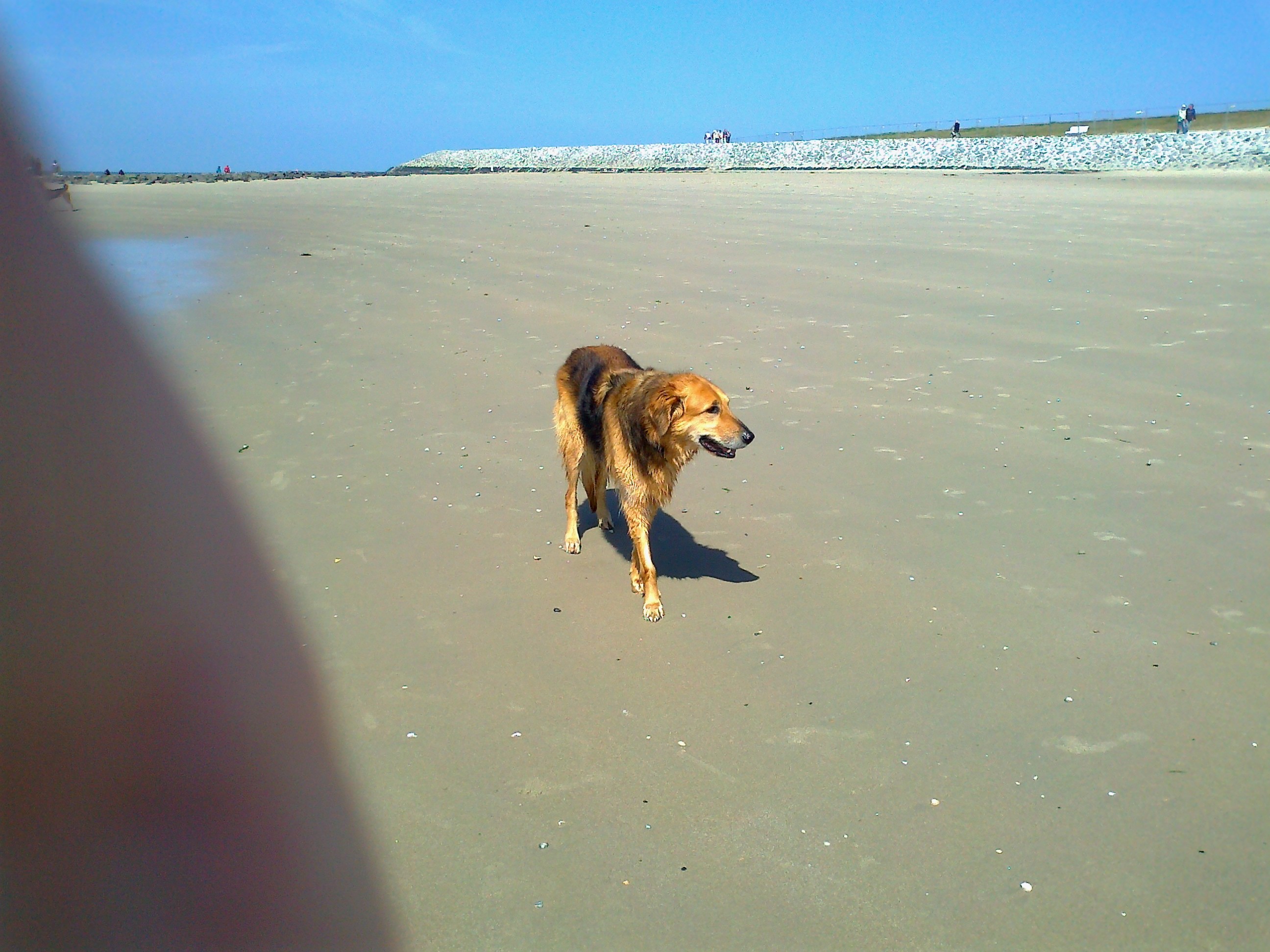 Benno (Deutscher Schäferhund, Setter) Deutscher Schäferhund Setter 